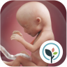 Pregnancy App & Baby Tracker 4.37.0