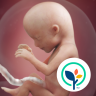 Pregnancy App & Baby Tracker 5.08.0 (Android 8.0+)